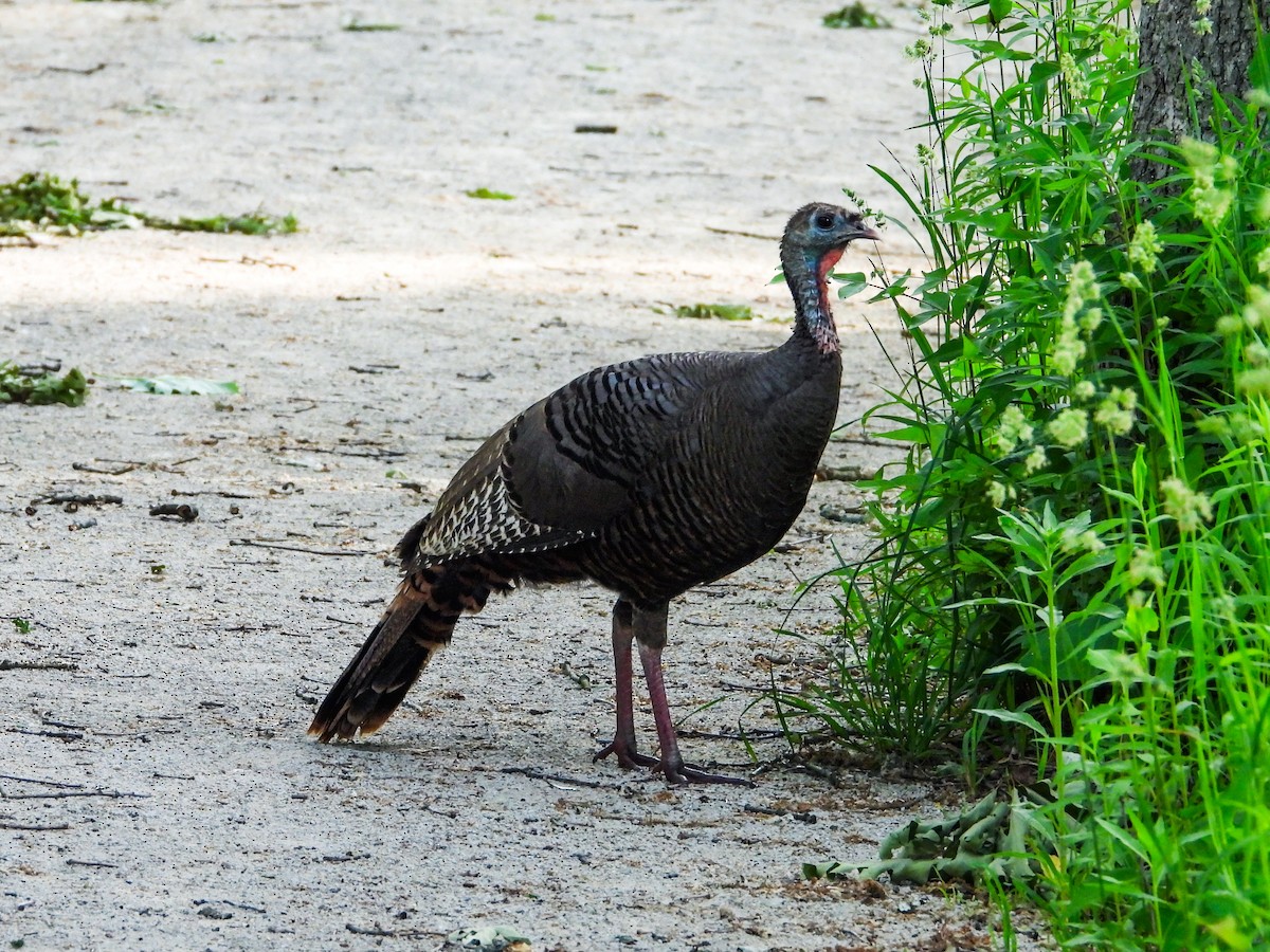 Wild Turkey - Haley Gottardo