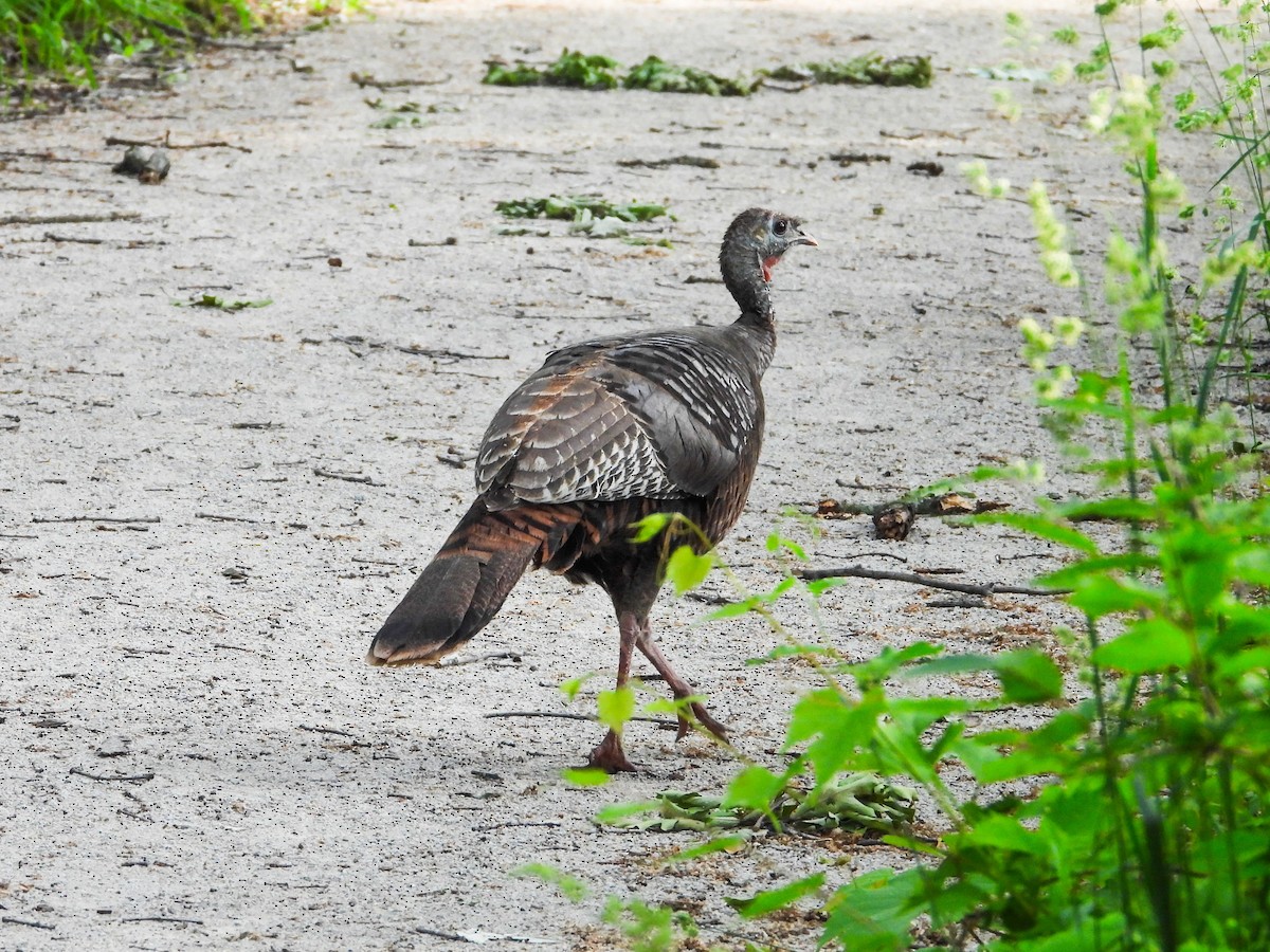 Wild Turkey - Haley Gottardo