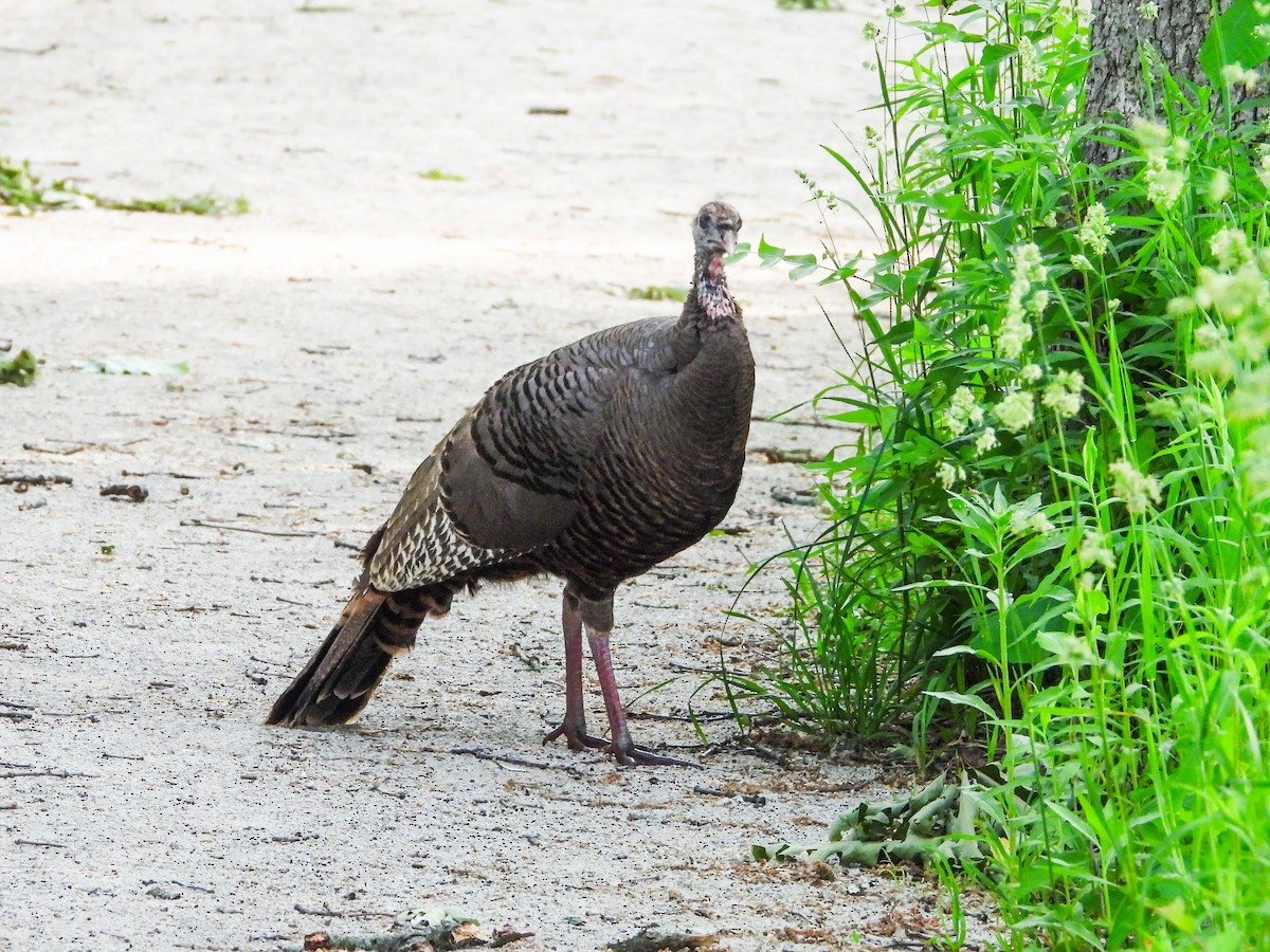 Wild Turkey - ML619524532