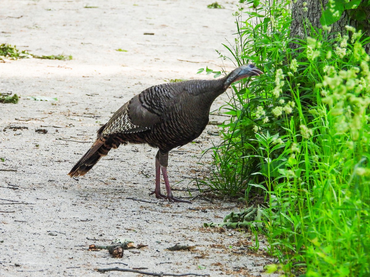 Wild Turkey - Haley Gottardo