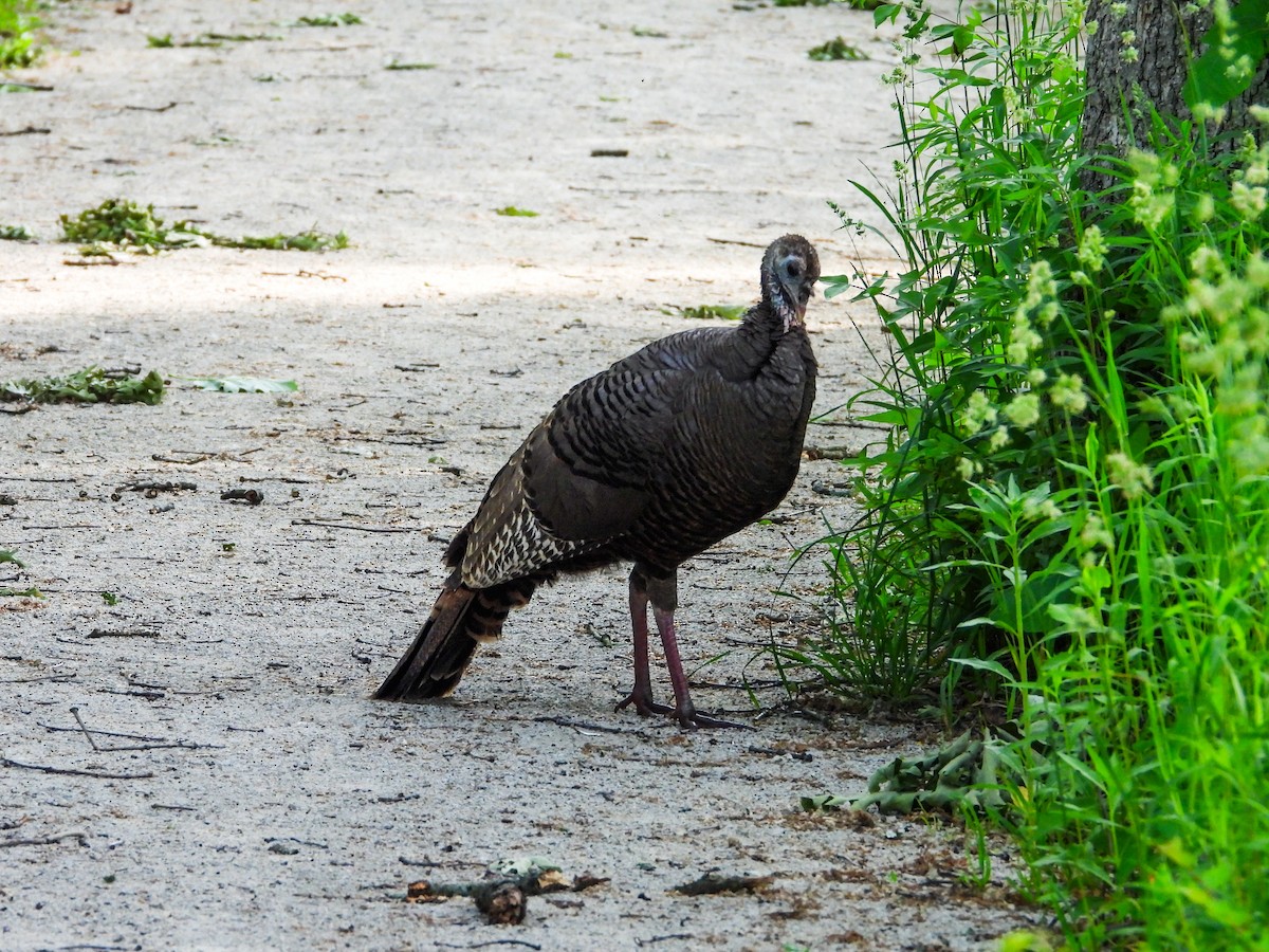 Wild Turkey - Haley Gottardo