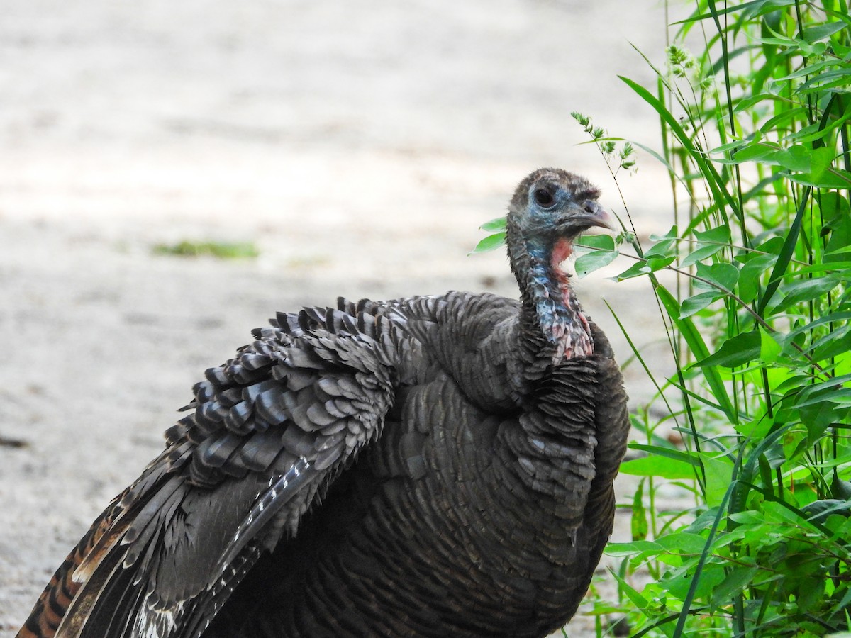 Wild Turkey - ML619524538