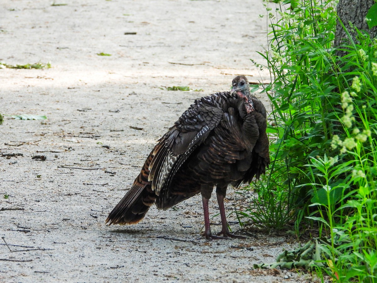 Wild Turkey - ML619524539