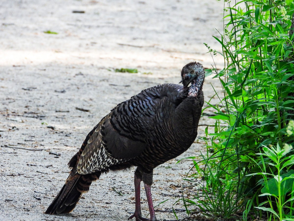 Wild Turkey - Haley Gottardo