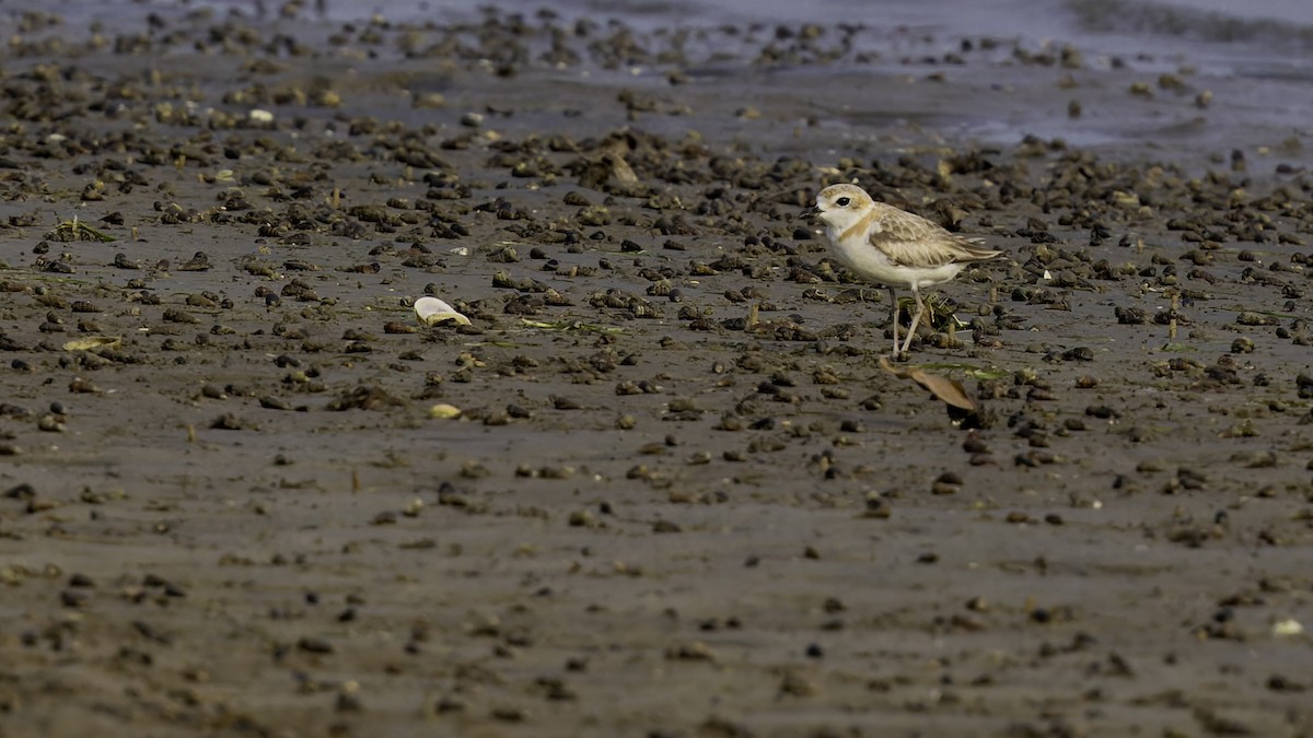 Malaysian Plover - Robert Tizard