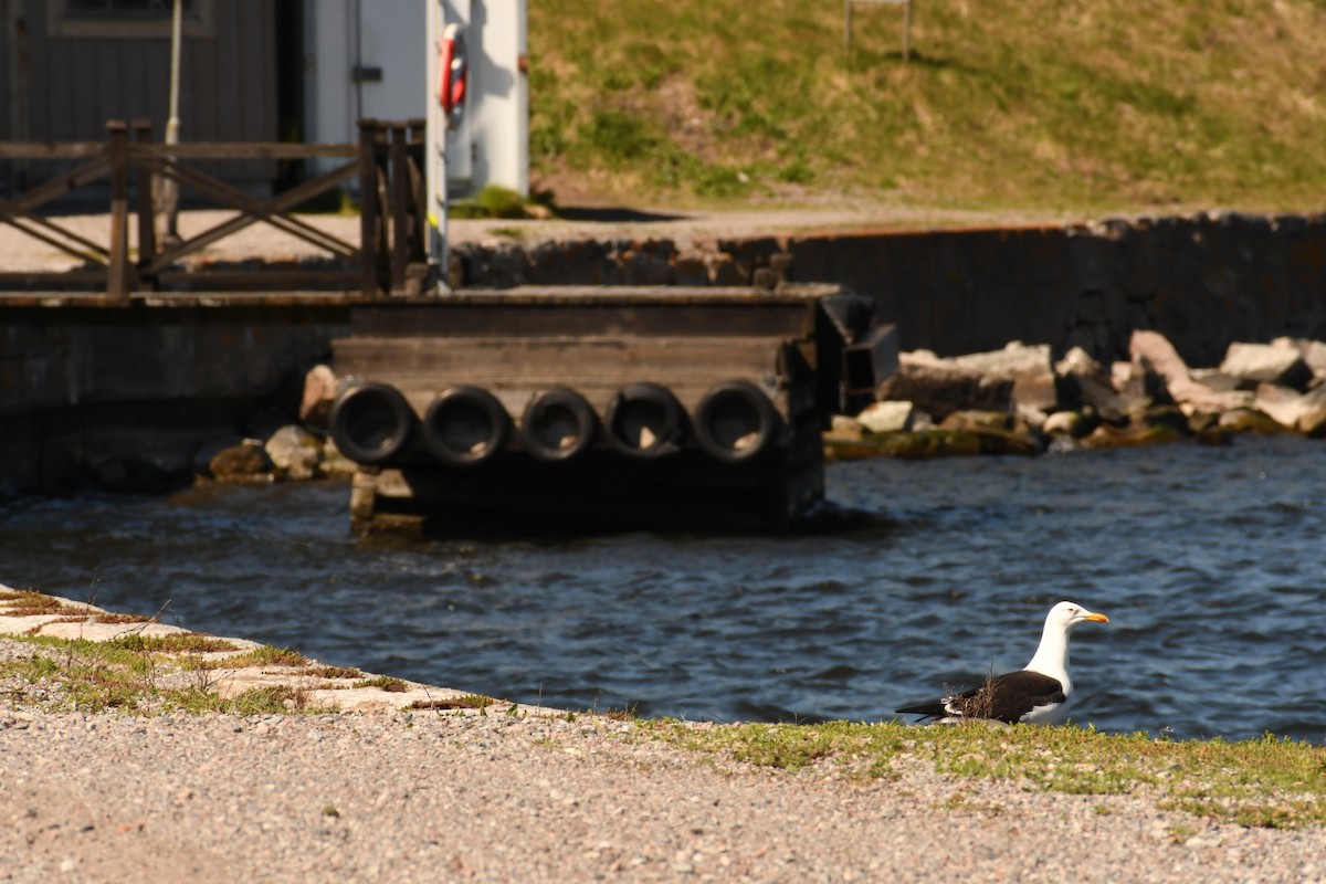 Lesser Black-backed Gull - Sunanda Vinayachandran