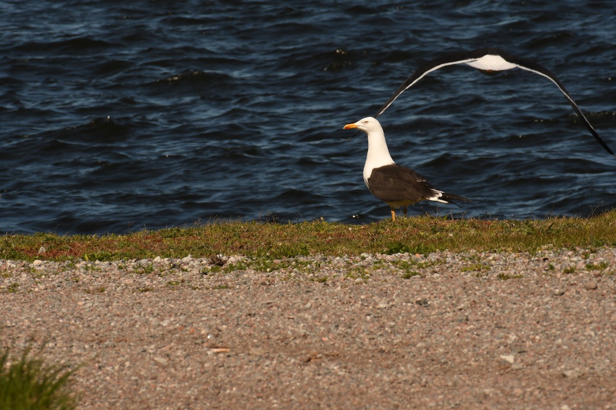 Lesser Black-backed Gull - Sunanda Vinayachandran