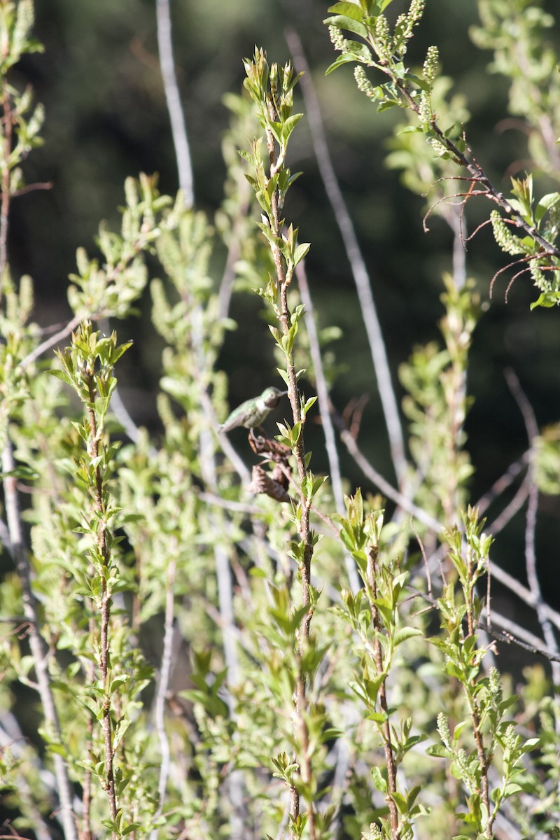 Black-chinned Hummingbird - ML619524562