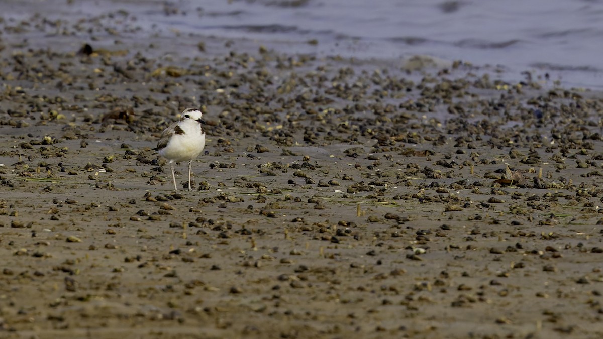 White-faced Plover - Robert Tizard