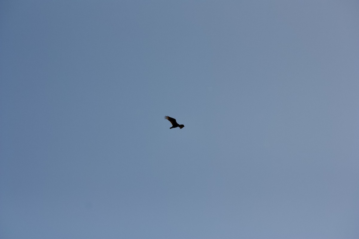 Turkey Vulture - Brooke Gisler