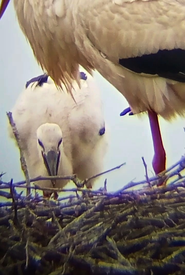 White Stork - Laurent Pascual-Le Tallec