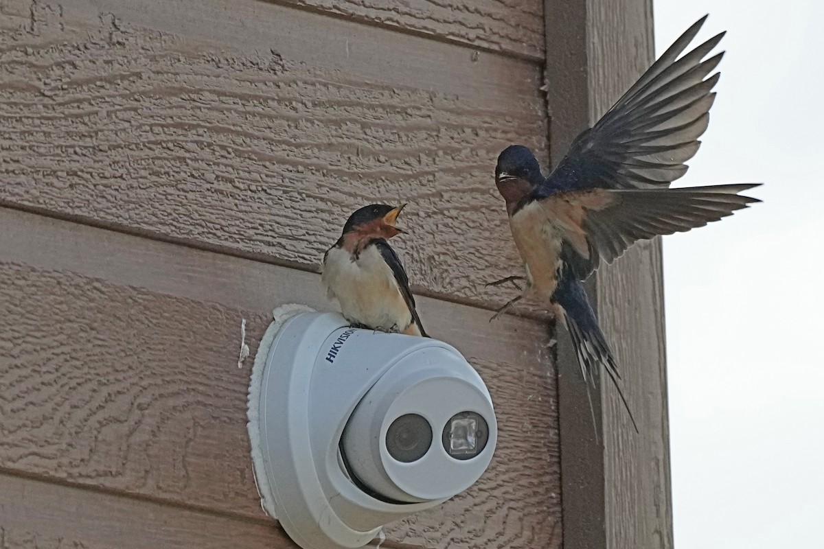 Barn Swallow - Nancy Elliot