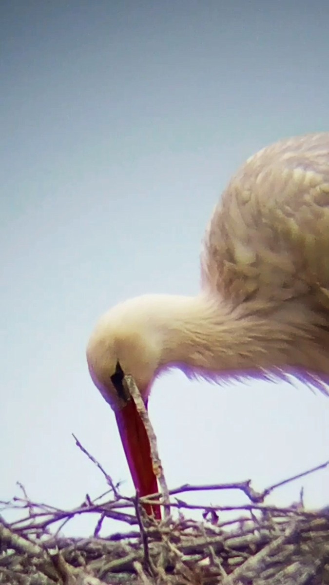 White Stork - Laurent Pascual-Le Tallec