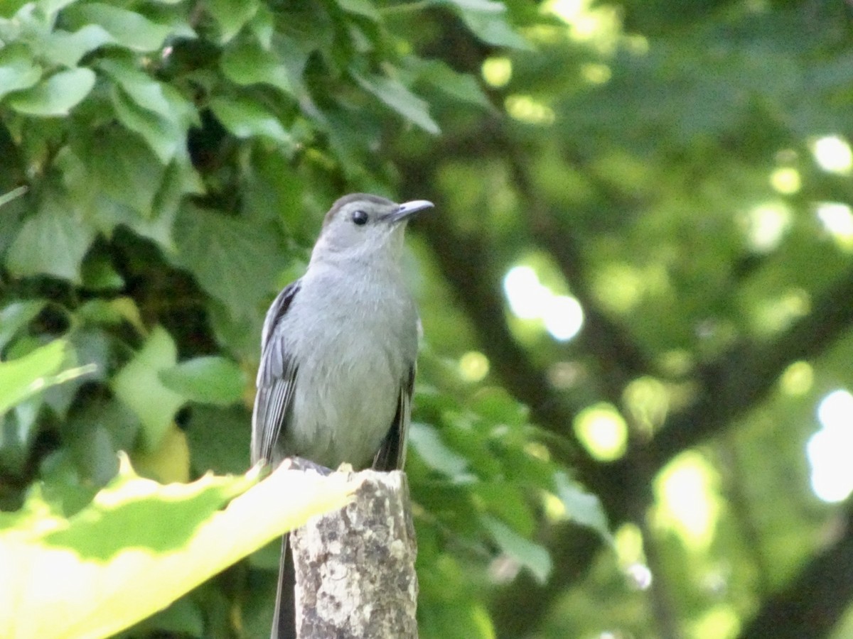 Gray Catbird - Dan Keener