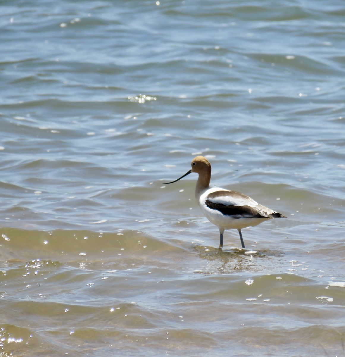 American Avocet - Ann Tanner