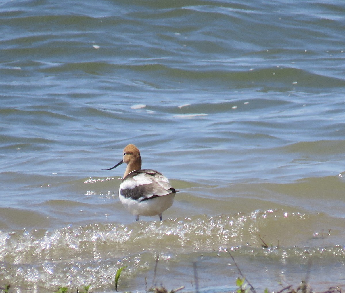 American Avocet - ML619524587