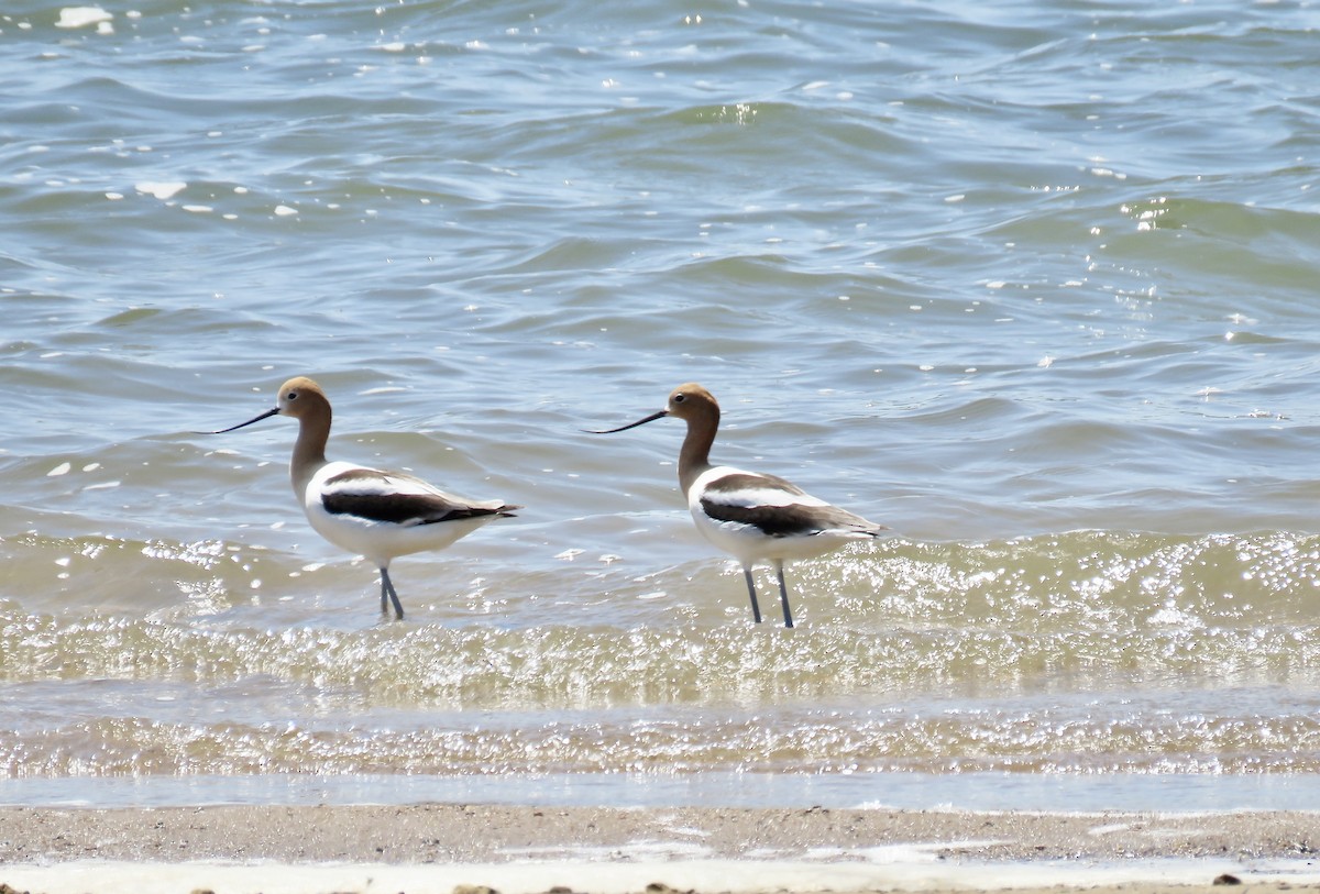 American Avocet - ML619524588