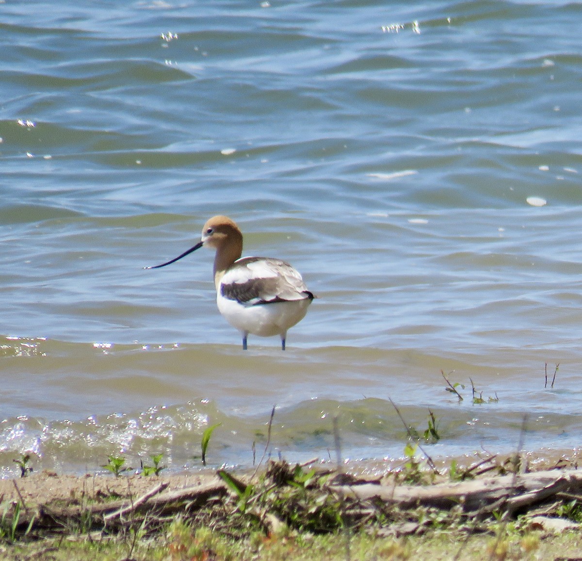 American Avocet - ML619524589