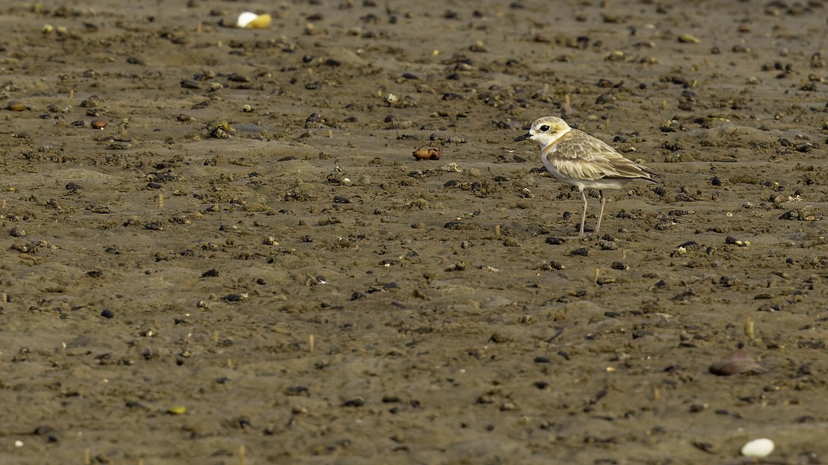 Malaysian Plover - ML619524600