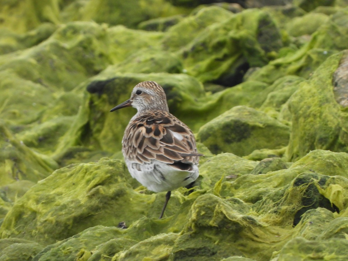 White-rumped Sandpiper - Amy Kolan