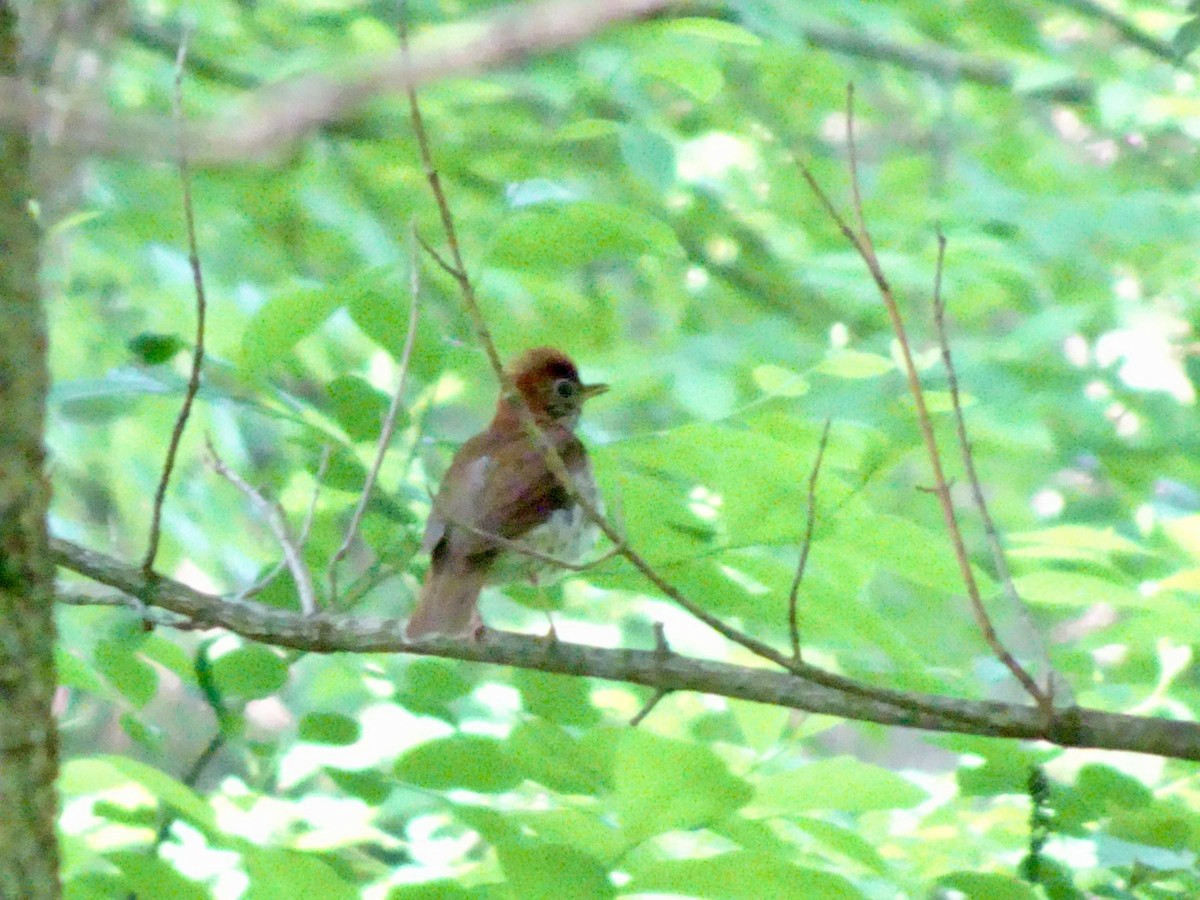 Wood Thrush - Dan Keener