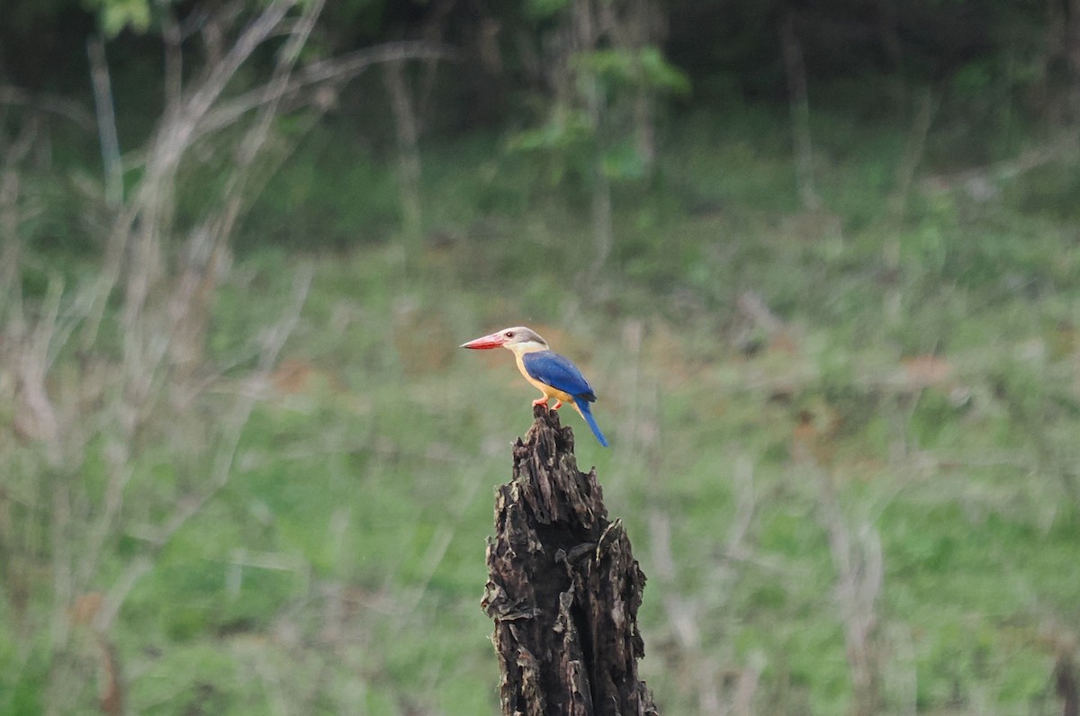 Stork-billed Kingfisher - Luckchai Phonwijit