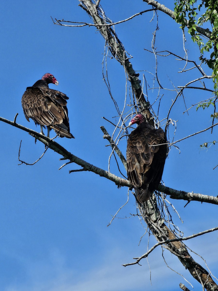 Turkey Vulture - Michael Baker