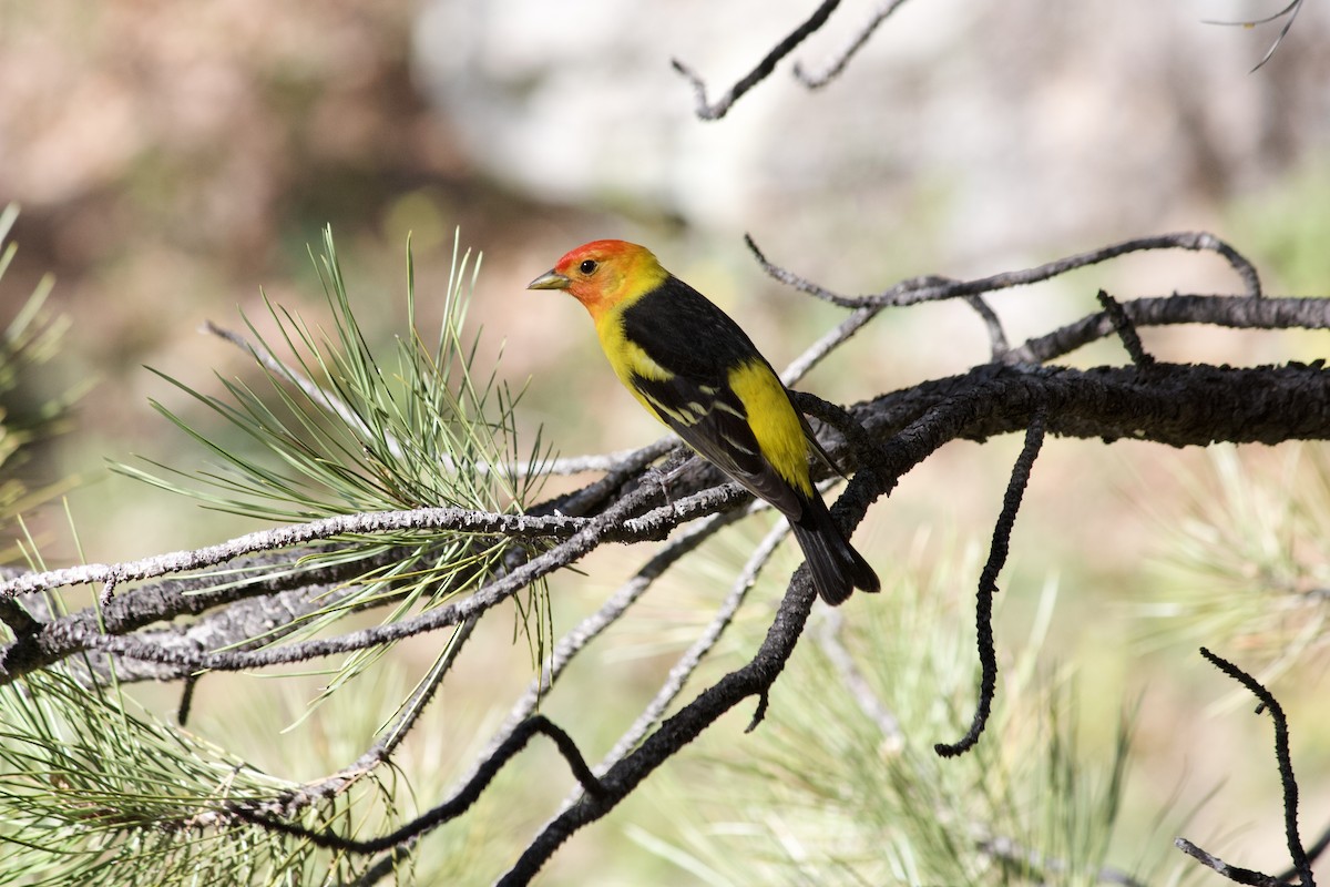 Western Tanager - Brooke Gisler