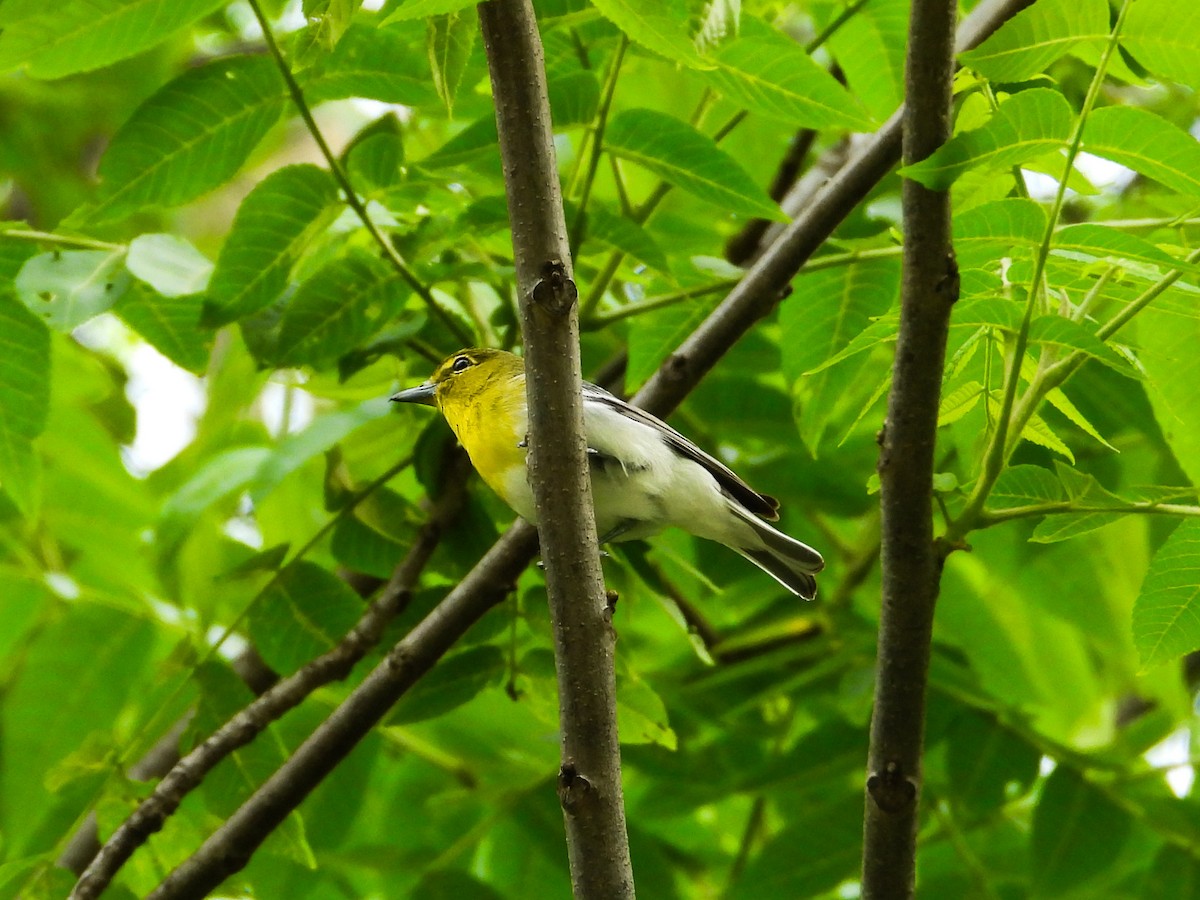 Yellow-throated Vireo - Haley Gottardo