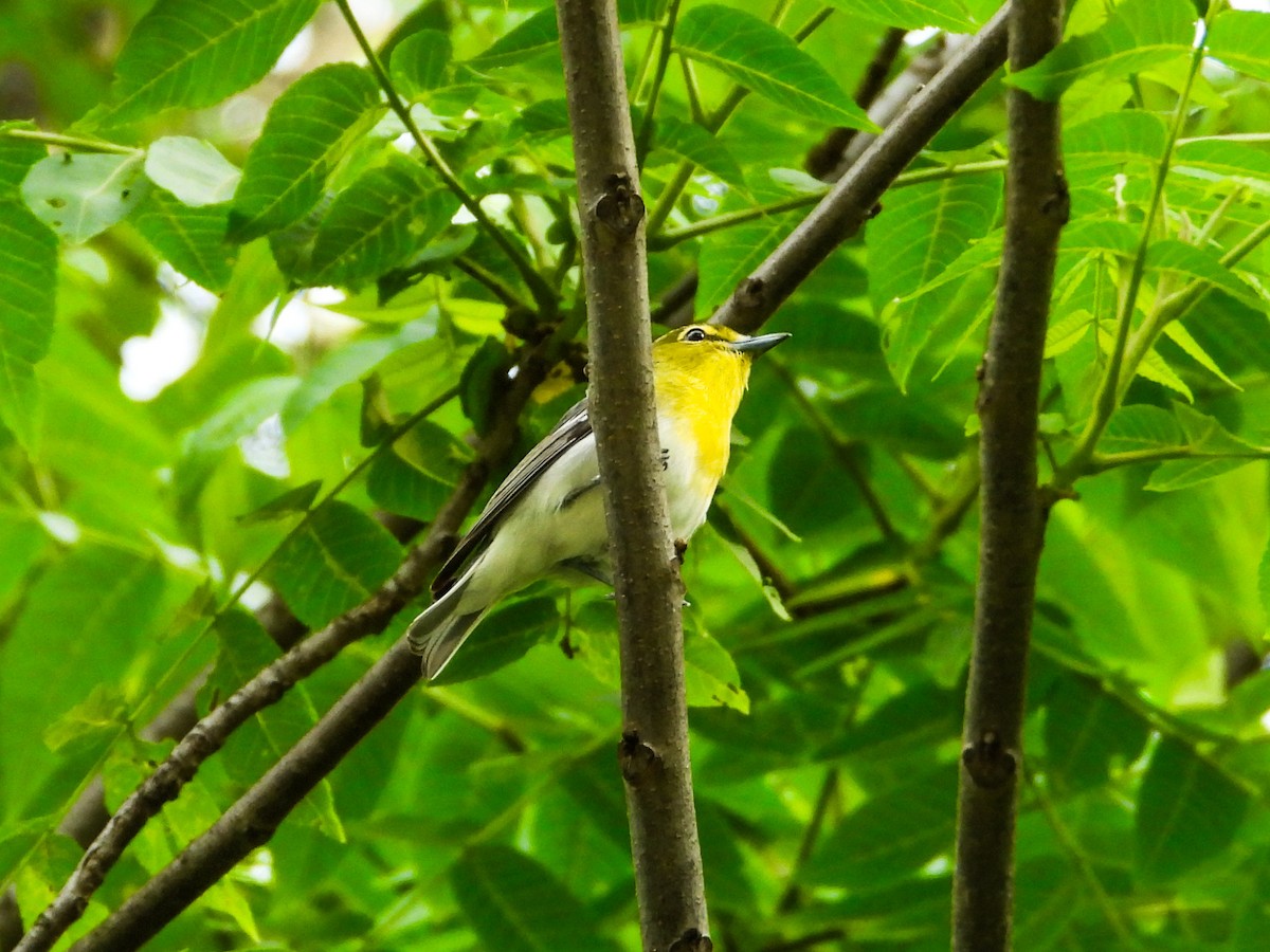 Yellow-throated Vireo - Haley Gottardo