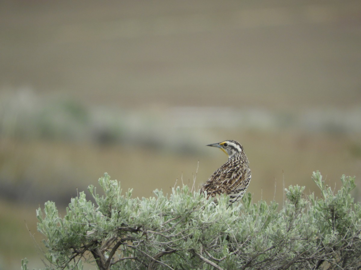 Western Meadowlark - Thomas Bürgi