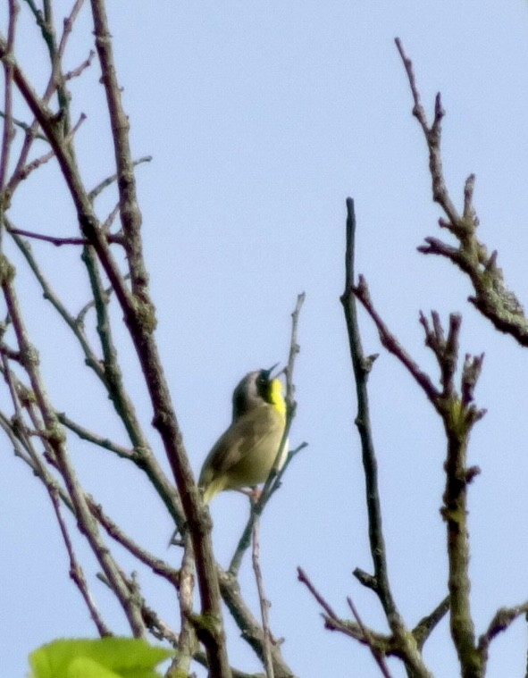 Common Yellowthroat - Dan Keener