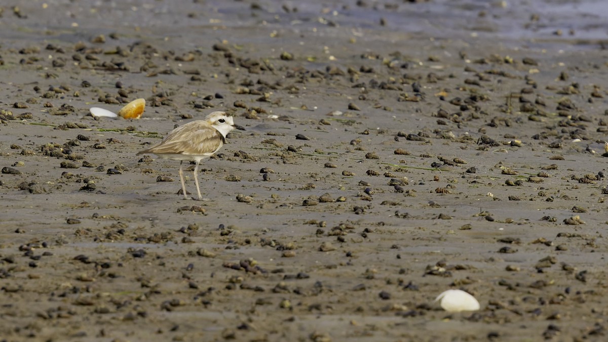 White-faced Plover - Robert Tizard