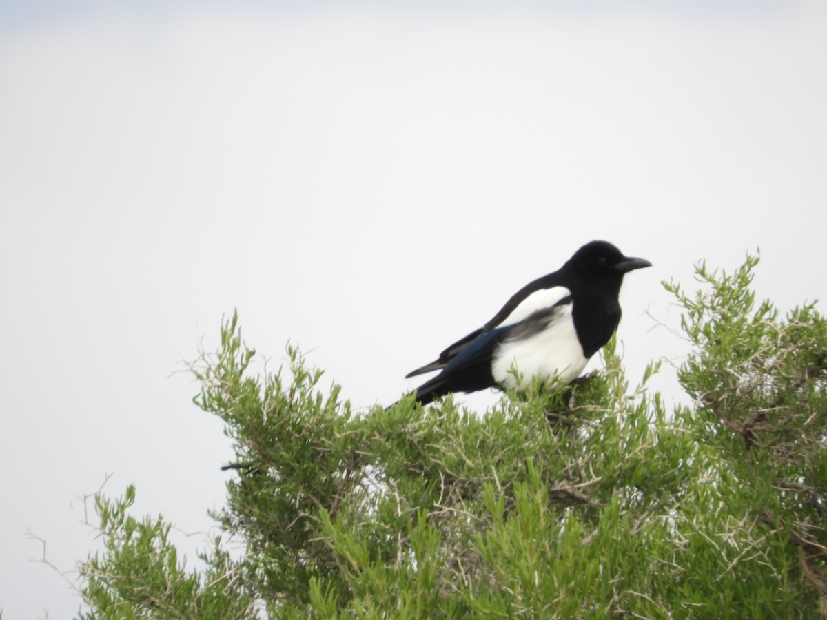 Black-billed Magpie - Thomas Bürgi