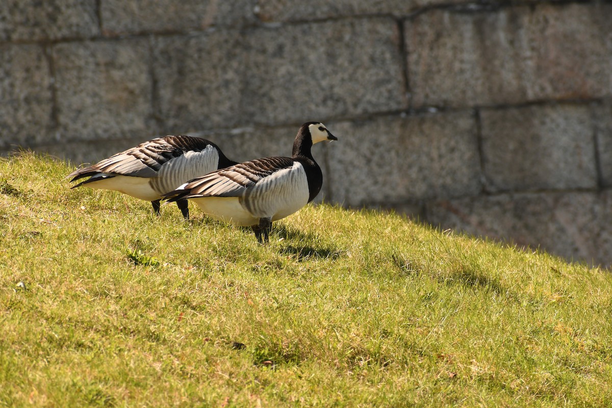 Barnacle Goose - Sunanda Vinayachandran