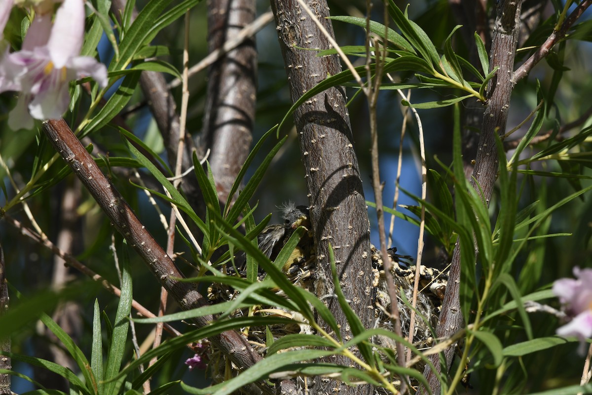 Lesser Goldfinch - Janine McCabe