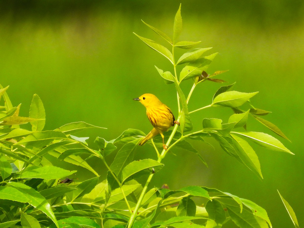 Yellow Warbler - Haley Gottardo