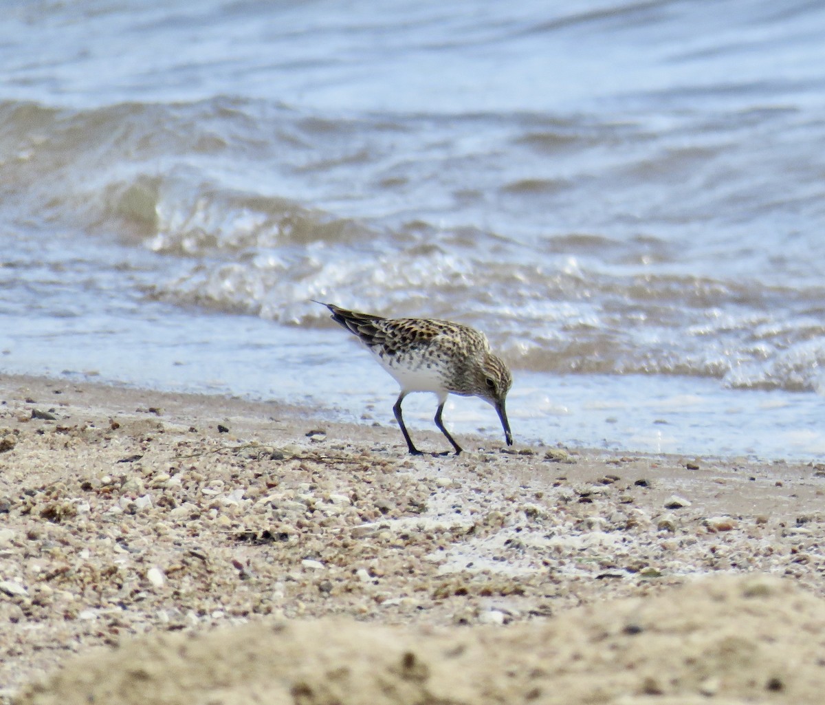 White-rumped Sandpiper - Ann Tanner