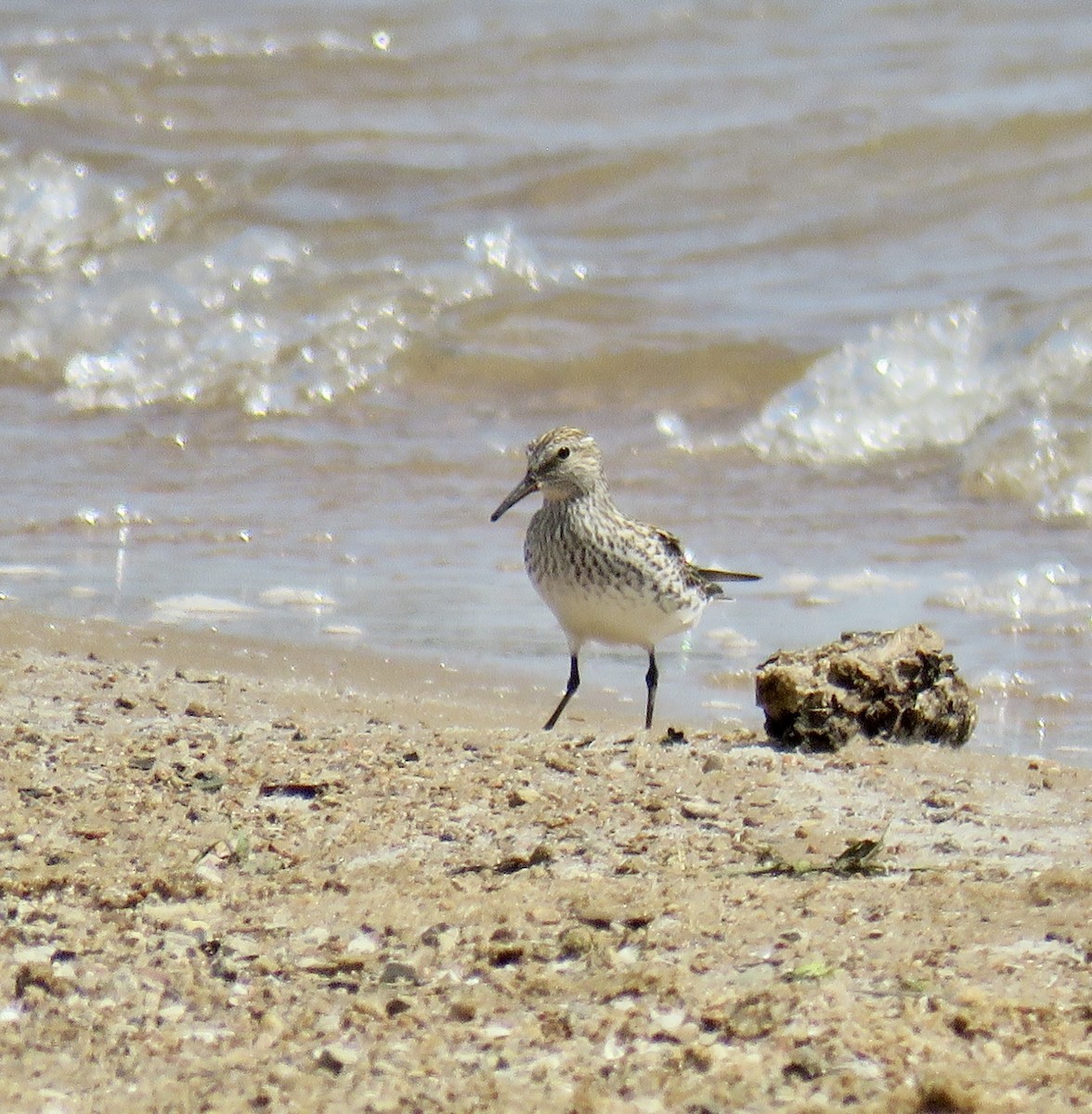 White-rumped Sandpiper - Ann Tanner