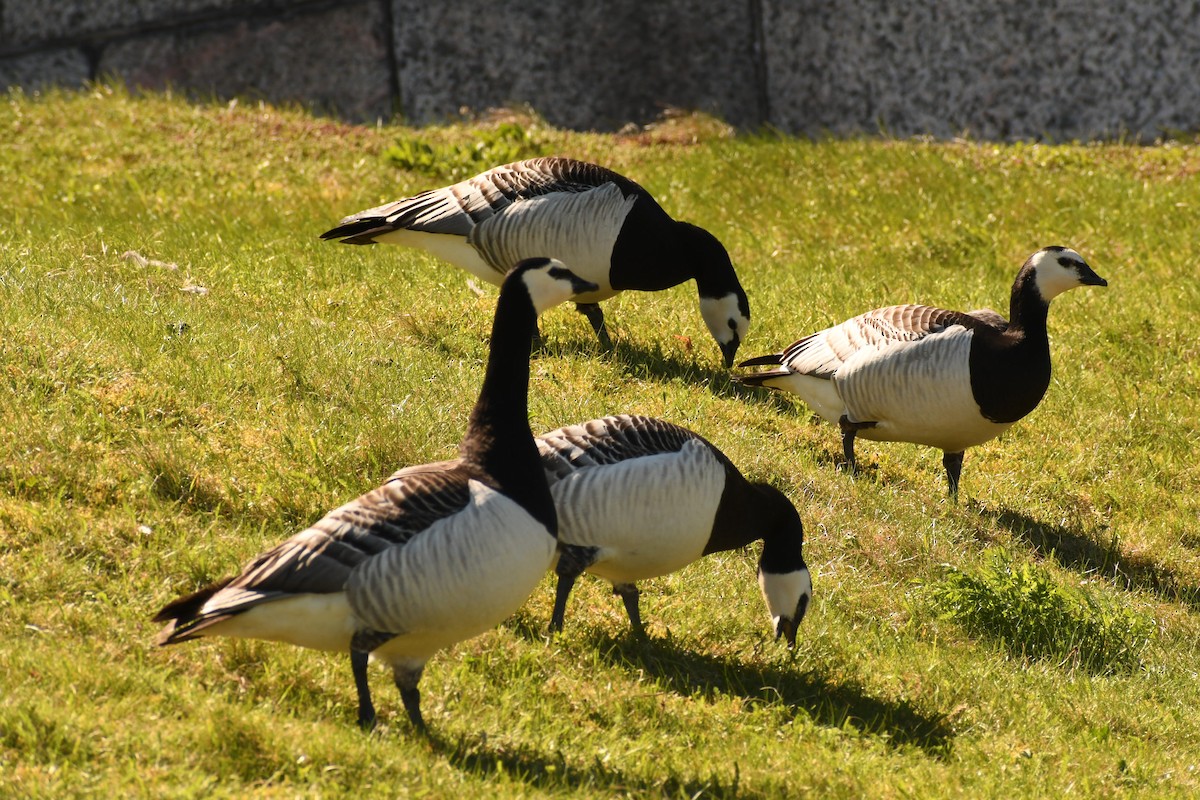 Barnacle Goose - Sunanda Vinayachandran