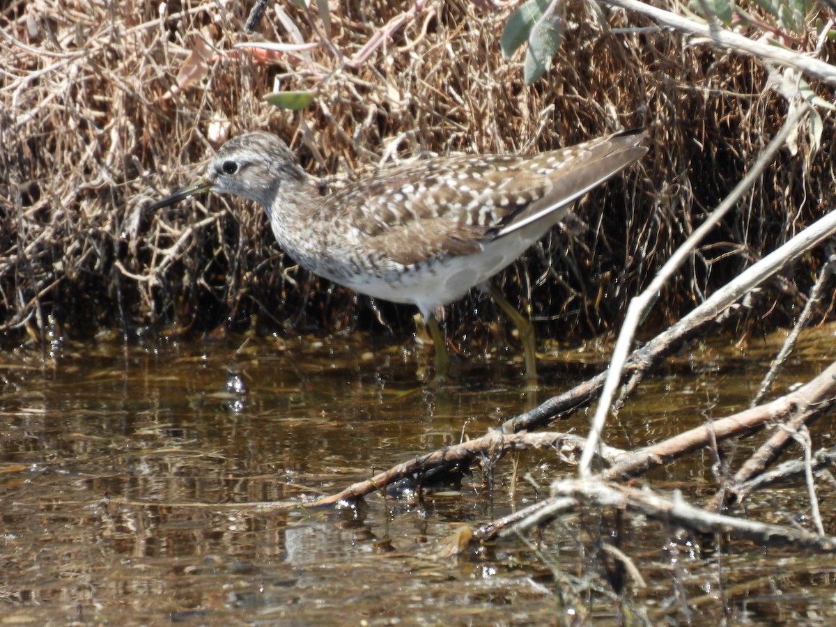 Wood Sandpiper - George Watola