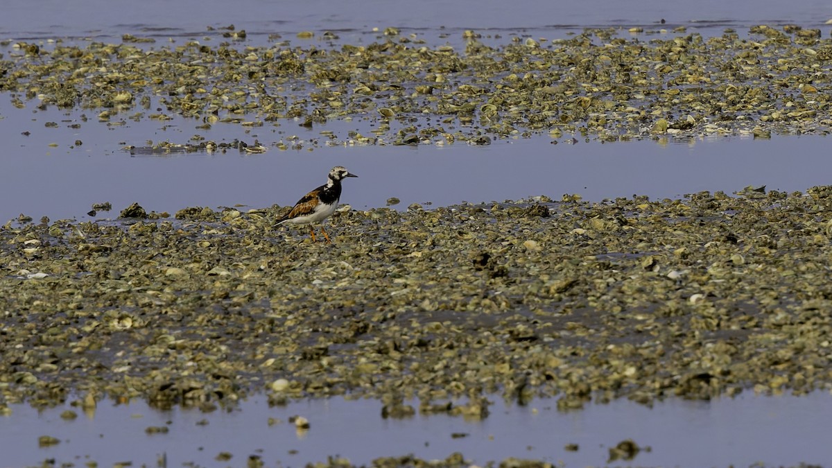 Ruddy Turnstone - Robert Tizard