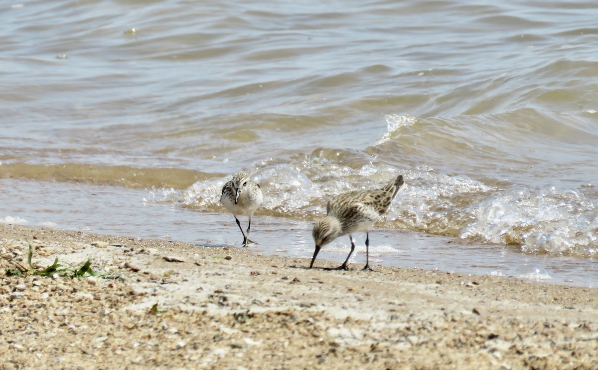 Semipalmated Sandpiper - Ann Tanner