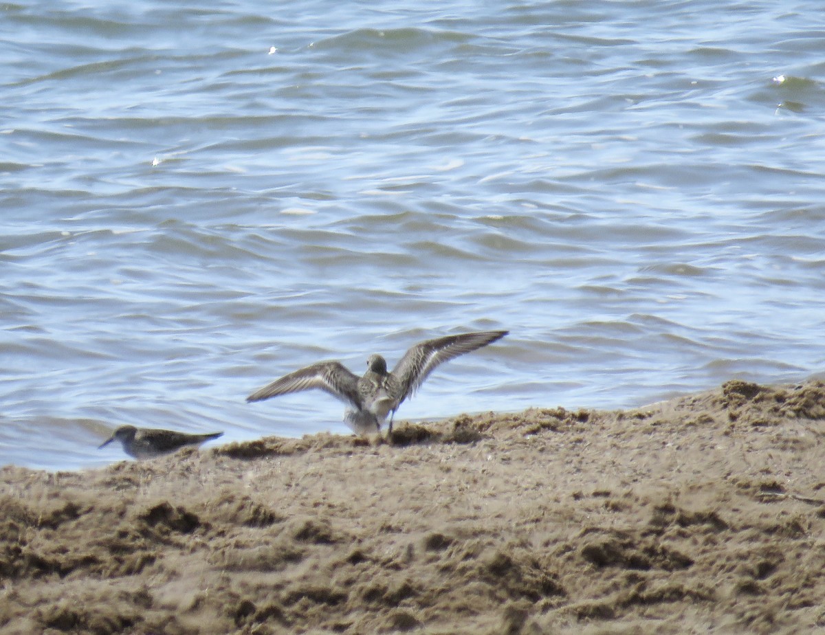 Semipalmated Sandpiper - Ann Tanner