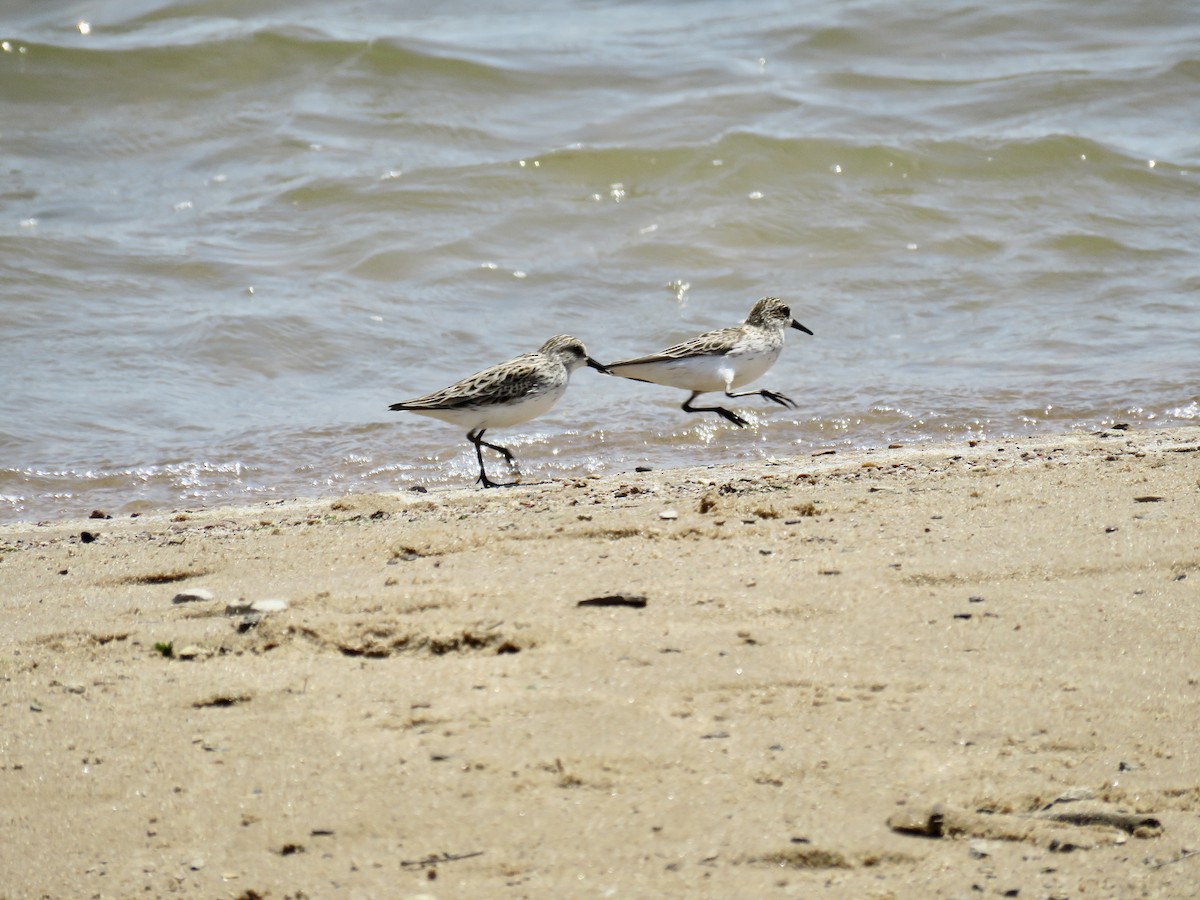 Semipalmated Sandpiper - Ann Tanner