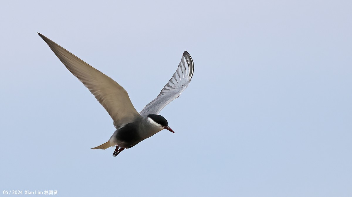 Whiskered Tern - ML619524655