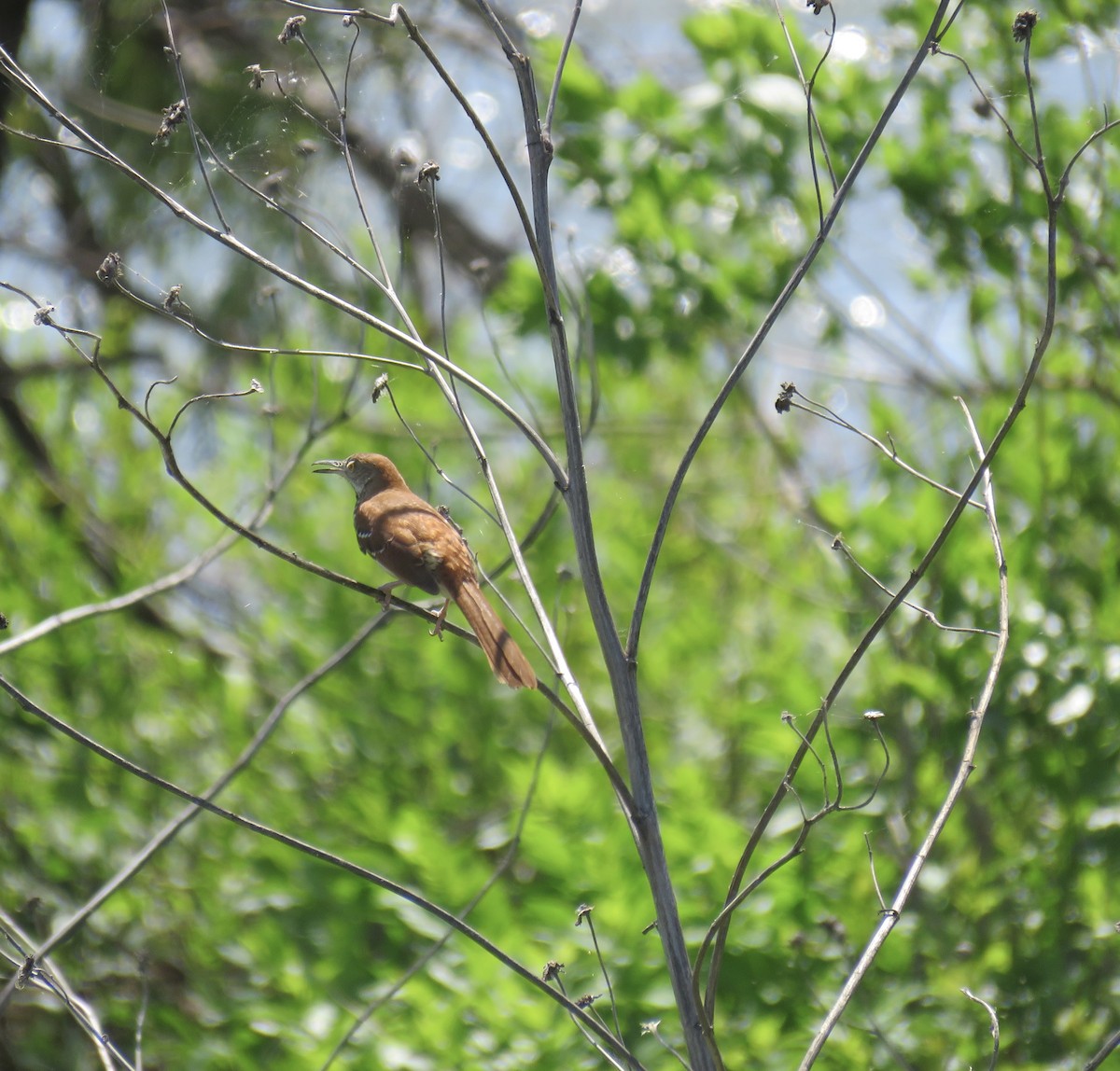 Brown Thrasher - Ann Tanner