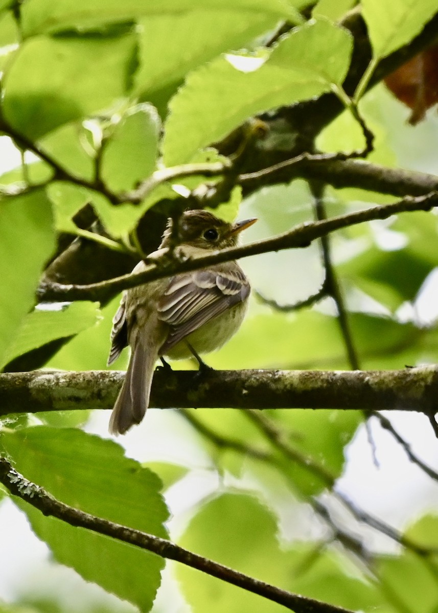 Western Flycatcher - Perry Poulsen