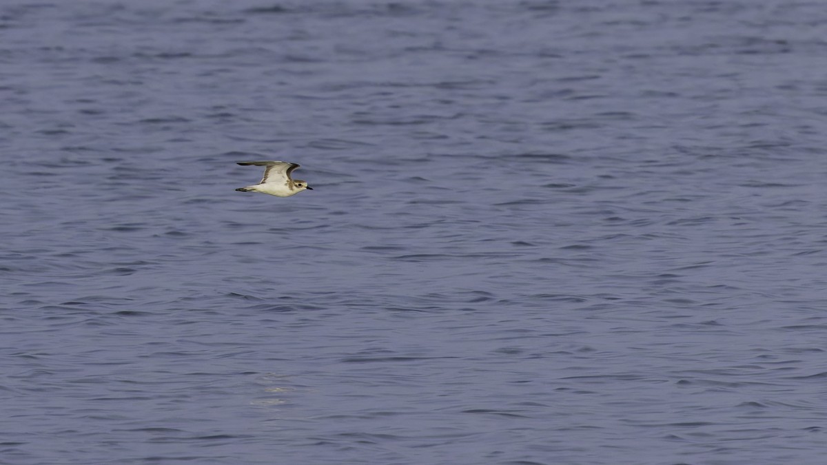 Tibetan Sand-Plover - Robert Tizard