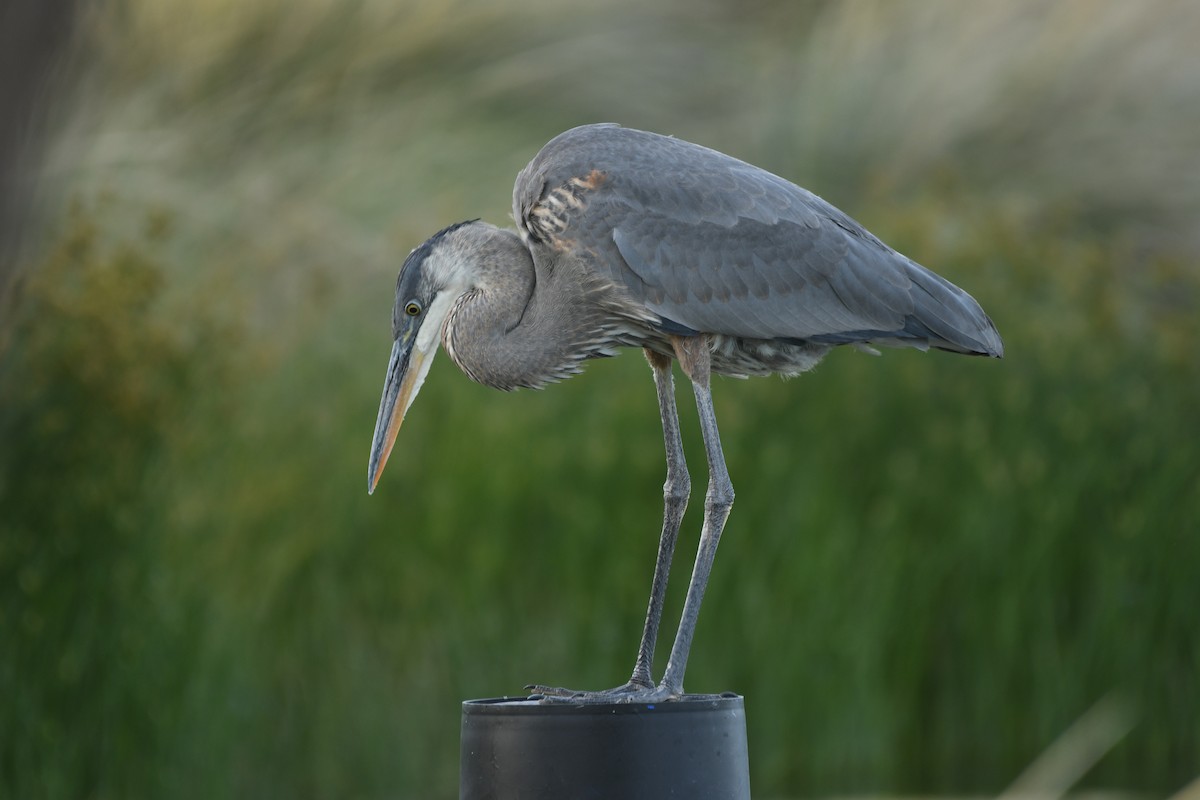 Great Blue Heron - Janine McCabe